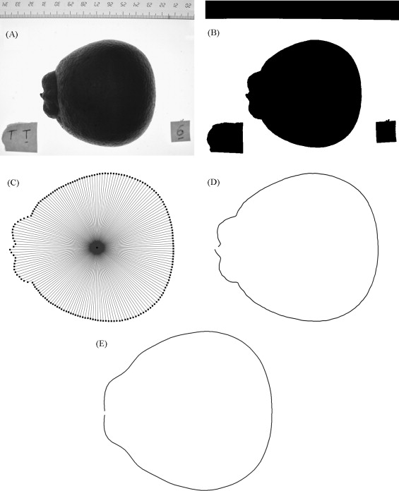 https://doi.org/10.1016/j.postharvbio.2009.05.001